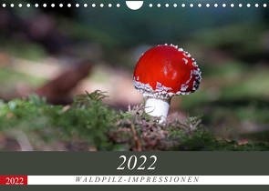Waldpilz-Impressionen (Wandkalender 2022 DIN A4 quer) von Flori0