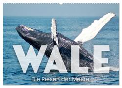 Wale – Die Riesen der Meere. (Wandkalender 2024 DIN A2 quer), CALVENDO Monatskalender von SF,  SF