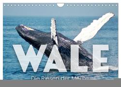 Wale – Die Riesen der Meere. (Wandkalender 2024 DIN A4 quer), CALVENDO Monatskalender von SF,  SF