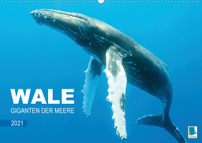 Wale: Giganten der Meere (Wandkalender 2021 DIN A2 quer) von CALVENDO