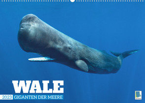 Wale: Giganten der Meere (Wandkalender 2023 DIN A2 quer) von CALVENDO