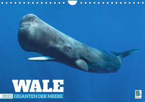Wale: Giganten der Meere (Wandkalender 2023 DIN A4 quer) von CALVENDO