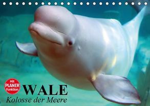 Wale. Kolosse der Meere (Tischkalender 2019 DIN A5 quer) von Stanzer,  Elisabeth