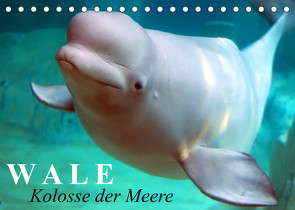 Wale – Kolosse der Meere (Tischkalender 2023 DIN A5 quer) von Stanzer,  Elisabeth