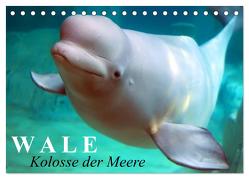 Wale – Kolosse der Meere (Tischkalender 2024 DIN A5 quer), CALVENDO Monatskalender von Stanzer,  Elisabeth