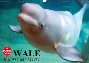 Wale. Kolosse der Meere (Wandkalender 2019 DIN A3 quer) von Stanzer,  Elisabeth