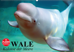 Wale. Kolosse der Meere (Wandkalender 2020 DIN A2 quer) von Stanzer,  Elisabeth