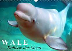Wale – Kolosse der Meere (Wandkalender 2023 DIN A3 quer) von Stanzer,  Elisabeth
