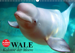 Wale. Kolosse der Meere (Wandkalender 2023 DIN A3 quer) von Stanzer,  Elisabeth