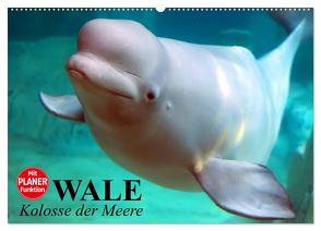 Wale. Kolosse der Meere (Wandkalender 2024 DIN A2 quer), CALVENDO Monatskalender von Stanzer,  Elisabeth