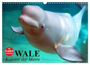 Wale. Kolosse der Meere (Wandkalender 2024 DIN A3 quer), CALVENDO Monatskalender von Stanzer,  Elisabeth