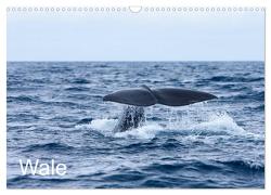 Wale (Wandkalender 2024 DIN A3 quer), CALVENDO Monatskalender von Gulbins,  Helmut