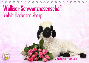 Walliser Schwarznasenschaf Valais Blacknose Sheep (Tischkalender 2020 DIN A5 quer) von Hutfluss,  Jeanette