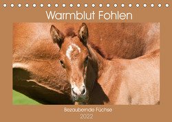 Warmblut Fohlen – Bezaubernde Füchse (Tischkalender 2022 DIN A5 quer) von Bölts,  Meike