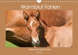 Warmblut Fohlen – Bezaubernde Füchse (Wandkalender 2022 DIN A4 quer) von Bölts,  Meike