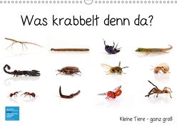 Was krabbelt denn da? (Wandkalender 2018 DIN A3 quer) von Eppele,  Klaus