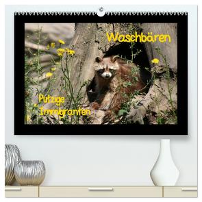 Waschbären (hochwertiger Premium Wandkalender 2024 DIN A2 quer), Kunstdruck in Hochglanz von Lindert-Rottke,  Antje