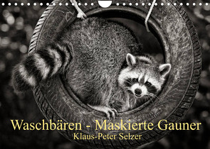 Waschbären – Maskierte Gauner (Wandkalender 2022 DIN A4 quer) von Selzer,  Klaus-Peter