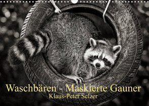 Waschbären – Maskierte Gauner (Wandkalender 2023 DIN A3 quer) von Selzer,  Klaus-Peter