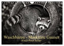 Waschbären – Maskierte Gauner (Wandkalender 2024 DIN A4 quer), CALVENDO Monatskalender von Selzer,  Klaus-Peter
