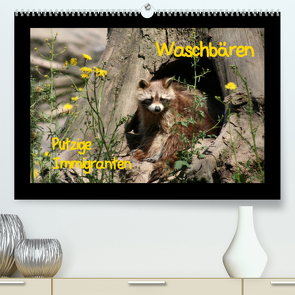 Waschbären (Premium, hochwertiger DIN A2 Wandkalender 2022, Kunstdruck in Hochglanz) von Lindert-Rottke,  Antje