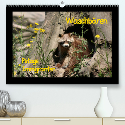 Waschbären (Premium, hochwertiger DIN A2 Wandkalender 2023, Kunstdruck in Hochglanz) von Lindert-Rottke,  Antje