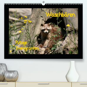 Waschbären (Premium, hochwertiger DIN A2 Wandkalender 2020, Kunstdruck in Hochglanz) von Lindert-Rottke,  Antje