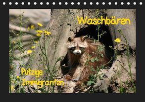 Waschbären (Tischkalender 2019 DIN A5 quer) von Lindert-Rottke,  Antje