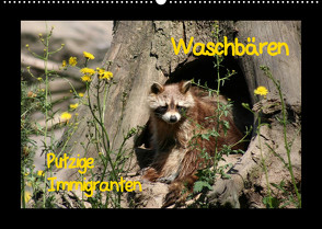 Waschbären (Wandkalender 2022 DIN A2 quer) von Lindert-Rottke,  Antje