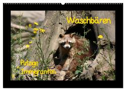 Waschbären (Wandkalender 2024 DIN A2 quer), CALVENDO Monatskalender von Lindert-Rottke,  Antje