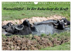 Wasserbüffel – In der Ruhe liegt die Kraft (Wandkalender 2024 DIN A4 quer), CALVENDO Monatskalender von Gayde,  Frank