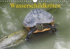 Wasserschildkröten (Wandkalender 2019 DIN A4 quer) von Kretschmann,  Klaudia