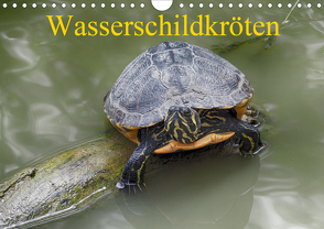 Wasserschildkröten (Wandkalender 2021 DIN A4 quer) von Kretschmann,  Klaudia