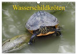 Wasserschildkröten (Wandkalender 2024 DIN A3 quer), CALVENDO Monatskalender von Kretschmann,  Klaudia