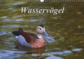 Wasservögel (Wandkalender 2019 DIN A3 quer) von Di Chito,  Ursula