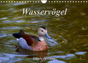 Wasservögel (Wandkalender 2023 DIN A4 quer) von Di Chito,  Ursula