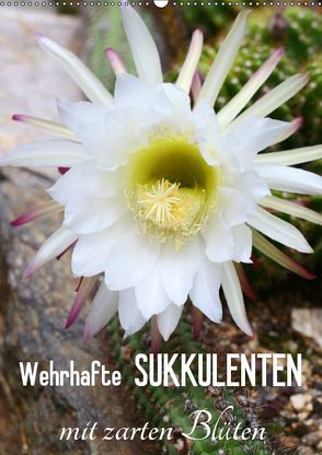 Wehrhafte Sukkulenten mit zarten Blüten (Wandkalender 2019 DIN A2 hoch) von Kruse,  Gisela