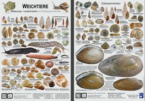 Weichtiere Mitteleuropa – Landschnecken und Süßwassermollusken von Richling,  Ira, Wiese,  Vollrath