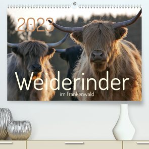 Weiderinder im Frankenwald (Premium, hochwertiger DIN A2 Wandkalender 2023, Kunstdruck in Hochglanz) von Kelle-Dingel,  Cordula