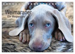 Weimaraner – Ein Welpenjahr (Tischkalender 2024 DIN A5 quer), CALVENDO Monatskalender von Kaltenegger,  Ira