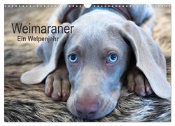 Weimaraner – Ein Welpenjahr (Wandkalender 2024 DIN A3 quer), CALVENDO Monatskalender von Kaltenegger,  Ira