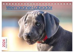 Weimaraner-Labrador (Tischkalender 2024 DIN A5 quer), CALVENDO Monatskalender von Riedel,  Tanja