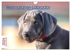 Weimaraner-Labrador (Wandkalender 2024 DIN A4 quer), CALVENDO Monatskalender von Riedel,  Tanja