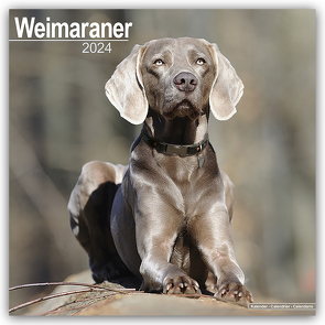 Weimaraner – Weimaraner 2024 – 16-Monatskalender