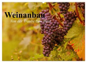 Weinanbau. Von der Traube zum Wein (Wandkalender 2024 DIN A2 quer), CALVENDO Monatskalender von Stanzer,  Elisabeth