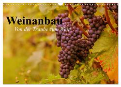 Weinanbau. Von der Traube zum Wein (Wandkalender 2024 DIN A3 quer), CALVENDO Monatskalender von Stanzer,  Elisabeth
