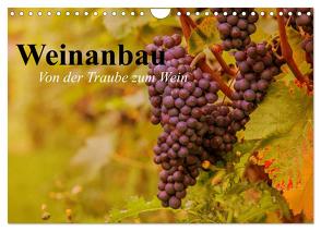 Weinanbau. Von der Traube zum Wein (Wandkalender 2024 DIN A4 quer), CALVENDO Monatskalender von Stanzer,  Elisabeth