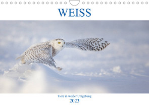 WEISS (Wandkalender 2023 DIN A4 quer) von Vollborn,  Marion