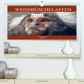 Weissbüschelaffen – kleine Wildfänge (Premium, hochwertiger DIN A2 Wandkalender 2022, Kunstdruck in Hochglanz) von Brunner-Klaus,  Liselotte