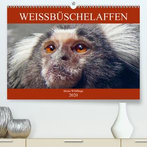 Weissbüschelaffen – kleine Wildfänge (Premium, hochwertiger DIN A2 Wandkalender 2020, Kunstdruck in Hochglanz) von Brunner-Klaus,  Liselotte